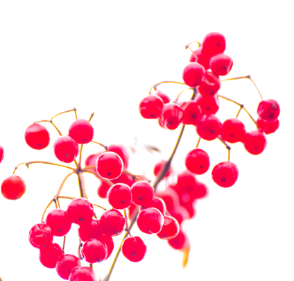 Snowball Berries