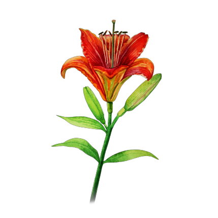 My flower:  lily