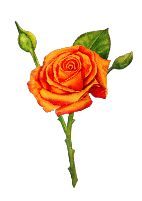 Жіноча худі "Моя квіточка: троянда"