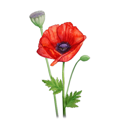 My flower: poppy