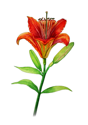 Світшот Unisex "Моя квіточка: лілія"