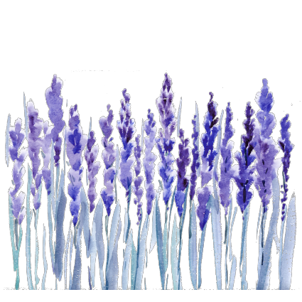 Lavender is blooming