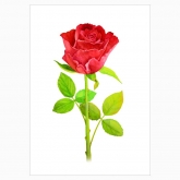 Poster "Botany: rose"