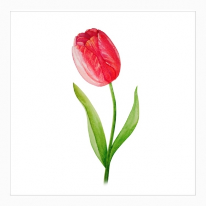 Poster "My flower: tulip"