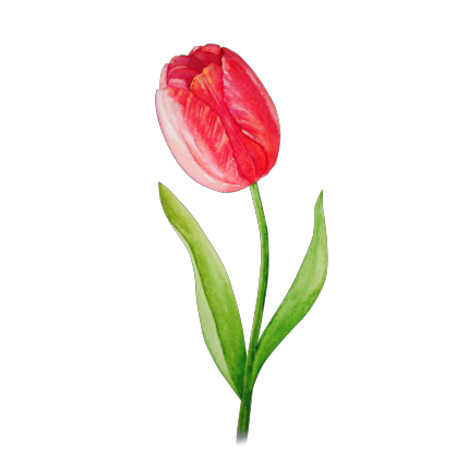 Моя квіточка: тюльпан