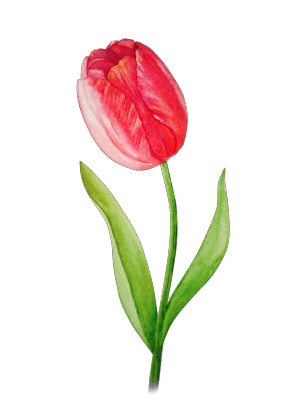 Жіноча худі "Моя квіточка: тюльпан"