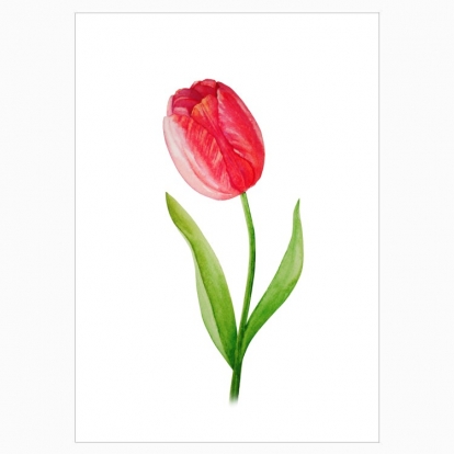 Постер "Моя квіточка: тюльпан"