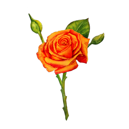 My flower: rose