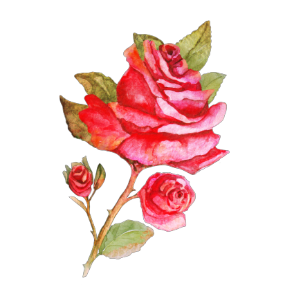 Кущ: гілка троянди